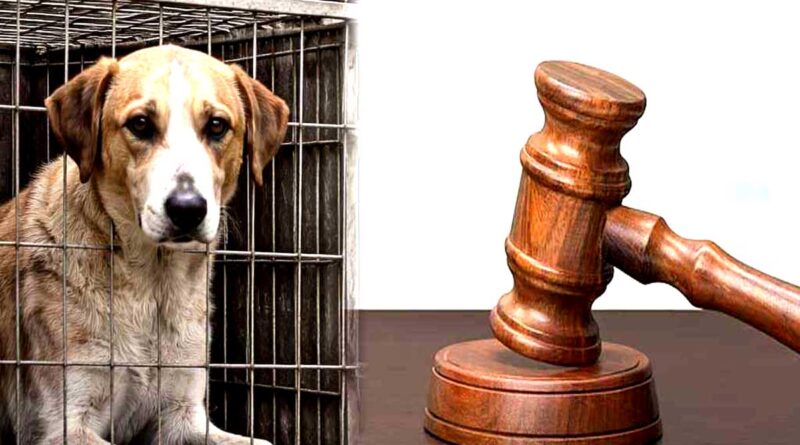 ২০ কুকুর হত্যায় ৩ জনের আড়াই বছর কারাদণ্ড; 3 sentenced to 2.5 years in prison for killing 20 dogs